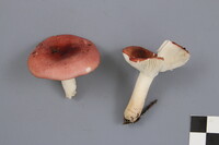 Russula hydrophila image